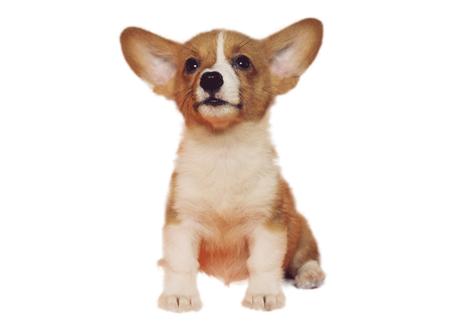 Willkommen in der Kleintierpraxis Zernke in Freiberg mit Praxislabor!